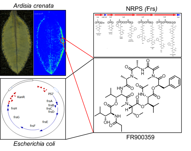 Graphical Abstract new.png