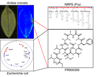 Graphical Abstract new.png