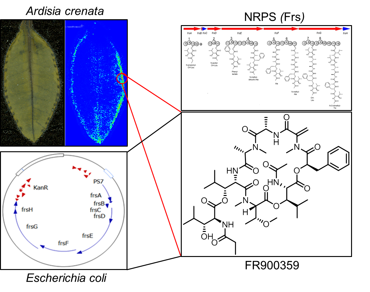 Graphical Abstract new.png