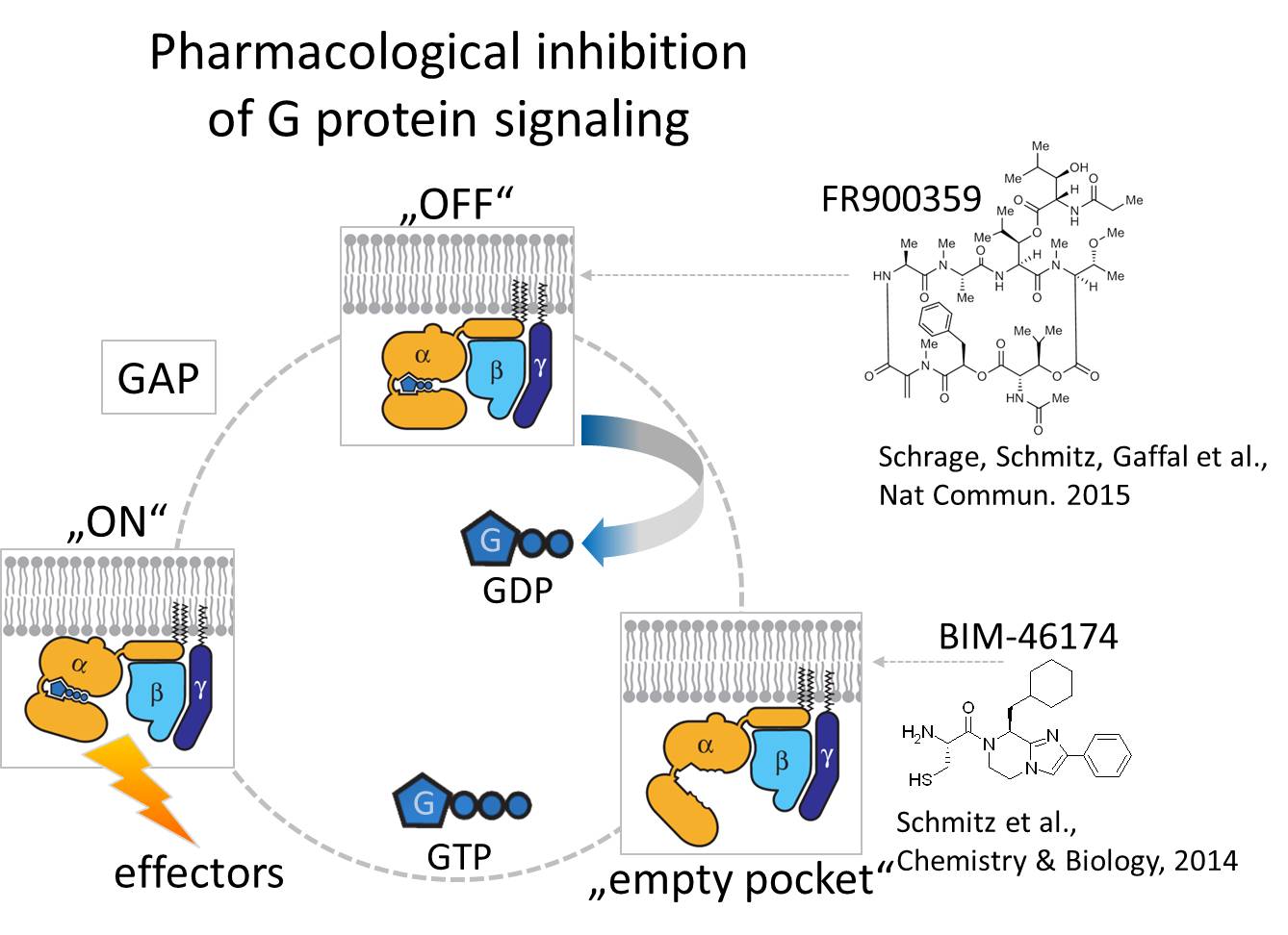 Inhibition of Gprotein signalling_rev.jpg